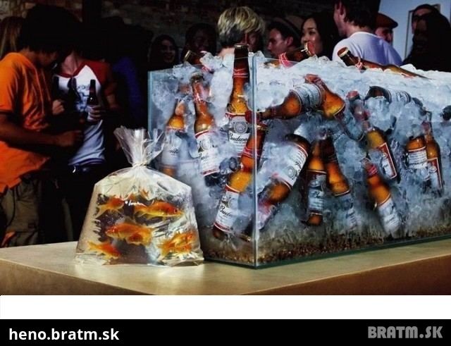 Rybičky vs Pivo :)