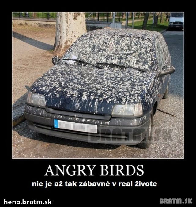 Angry birds v reálnom živote :D
