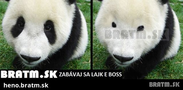 Rozkošná panda :)