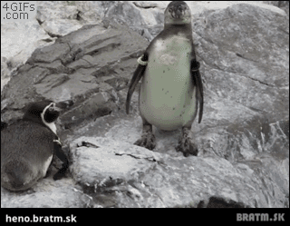 BRATM GIF: Zákerné postrčenie vo svete tučniakov :D