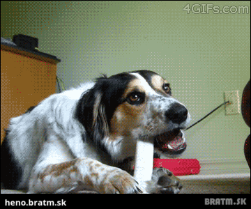 BRATM GIF: Toto je naozaj tolerantný psík :D