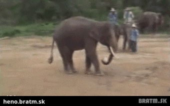 BRATM GIF: Talentovaný slon, musíš vidieť ! :D