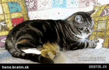BRATM GIF: Mamička si stráži svoje mačiatka :)