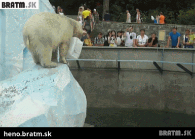 BRATM GIF: Aj medvede poznajú srandu :D