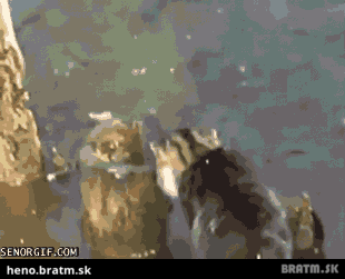 BRATM GIF: Mačka na love :D