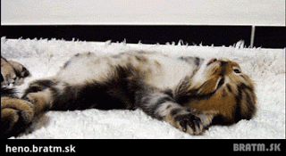 BRATM GIF: Spiace mačiatko, naozaj roztomilé :) :)