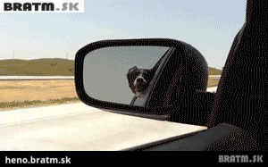 BRATM GIF: Pes, ktorý neznáša autá :D
