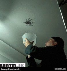 BRATM GIF: Pokus o chytenie obrovského pavúka :D
