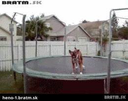 BRATM GIF: Podarené... nadšený psík na trampolíne :)