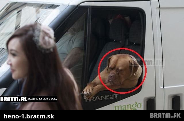 Pes, ktorý si vie vychutnať odpočinok v aute :D
