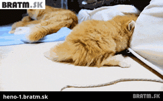BRATM GIF:  Malé rozkošné mačiatko si hľadá pohodlie :D