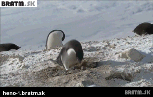 BRATM GIF: Zlodej medzi tučniakmi :D
