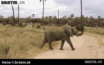 BRATM GIF: Slonia rodinka prechádza cez cestu :)  ten posledný je podarený :D