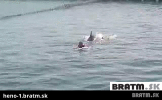 BRATM GIF: Wau, dokonalá spolupráca s delfínmi :D