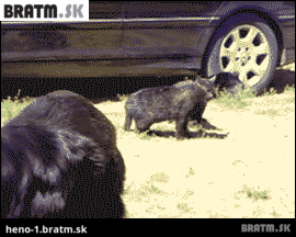 BRATM GIF: Teraz vidieť, kto môže za súboje medzi zvieratami :D