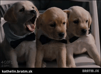 BRATM GIF: Rozkošnééé ! synchronizácia šteniat retrieverov :D