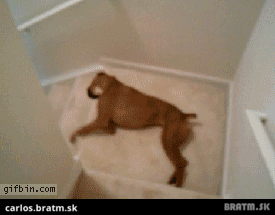 BRATM GIF: Najpodarenejší zjazd psa po schodoch :D