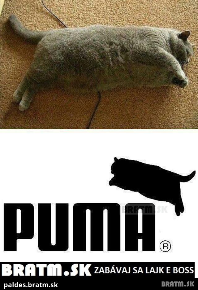 Puma v dnešnej dobe :D