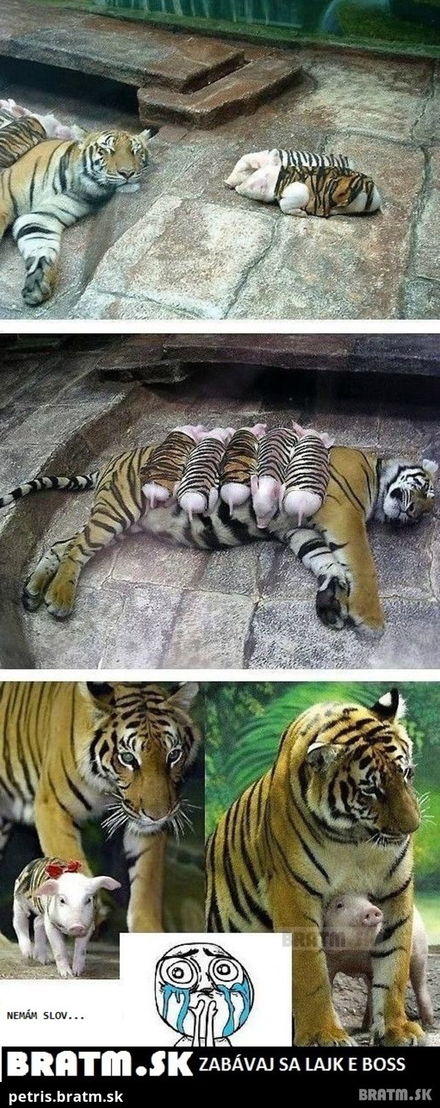 KRÁSNE! Úžasná tigrica sa ujala malých prasiatok :)