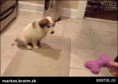 BRATM GIF: Najrozkošnejšie šteniatko! :D