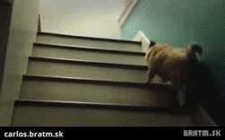 BRATM GIF: Najroztomilejšia chôdza po schodoch :D