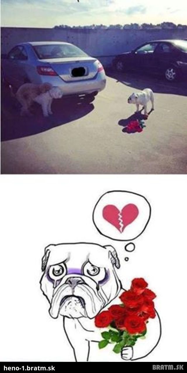 Ako vyzerá sklamanie v láske vo svete psov :D