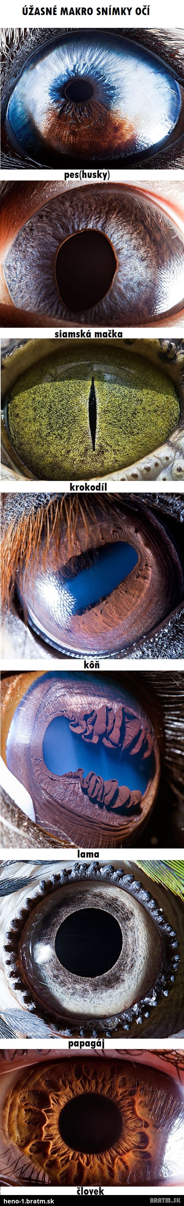 Úžasné makro fotografie zvieracích očí :) Taktiež pozri, ako vyzerá makro snímka ľudského oka :)