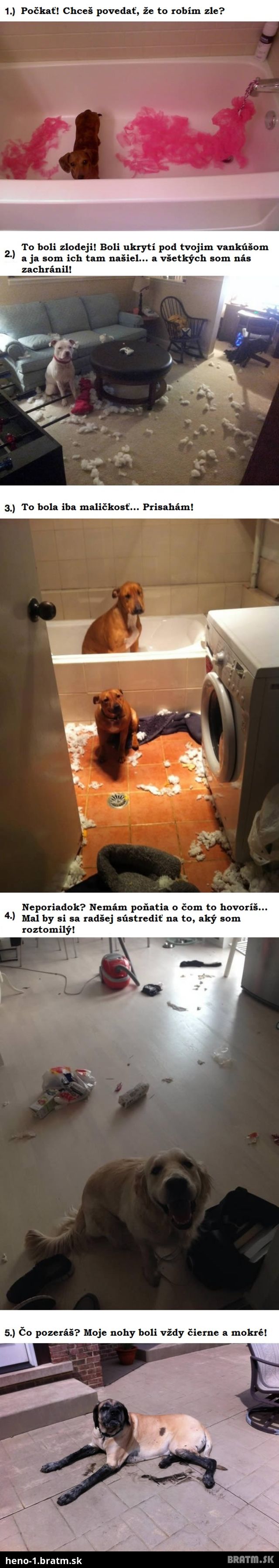 Tieto psy nemajú tušenie, čo sa stalo s vecami ich majiteľov...Skutočne! :D (5 foto)