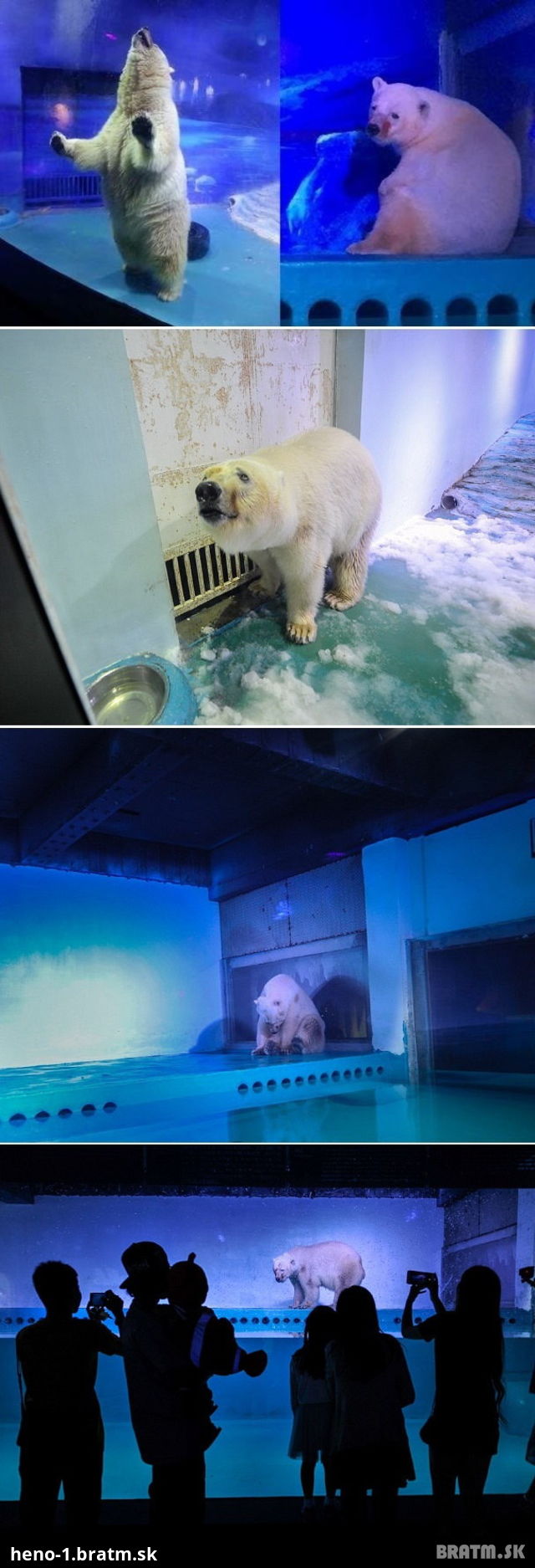 Toto je najsmutnejší polárny medveď na svete. Je umiestnený v Čínskom nákupnom centre.