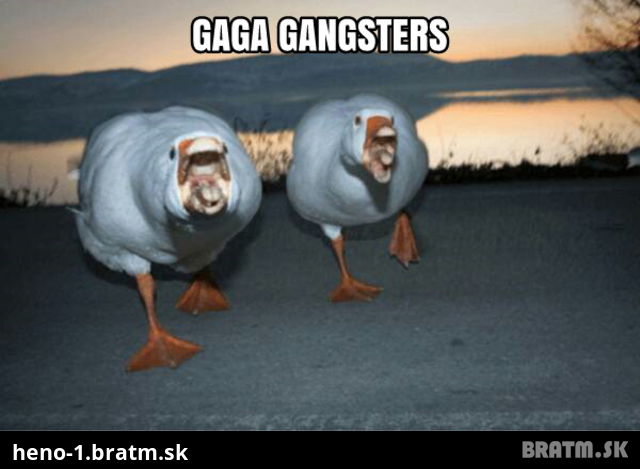 Gangstri existujú aj v ríši zvierat :D Príroda nepozná zľutovanie :)!
