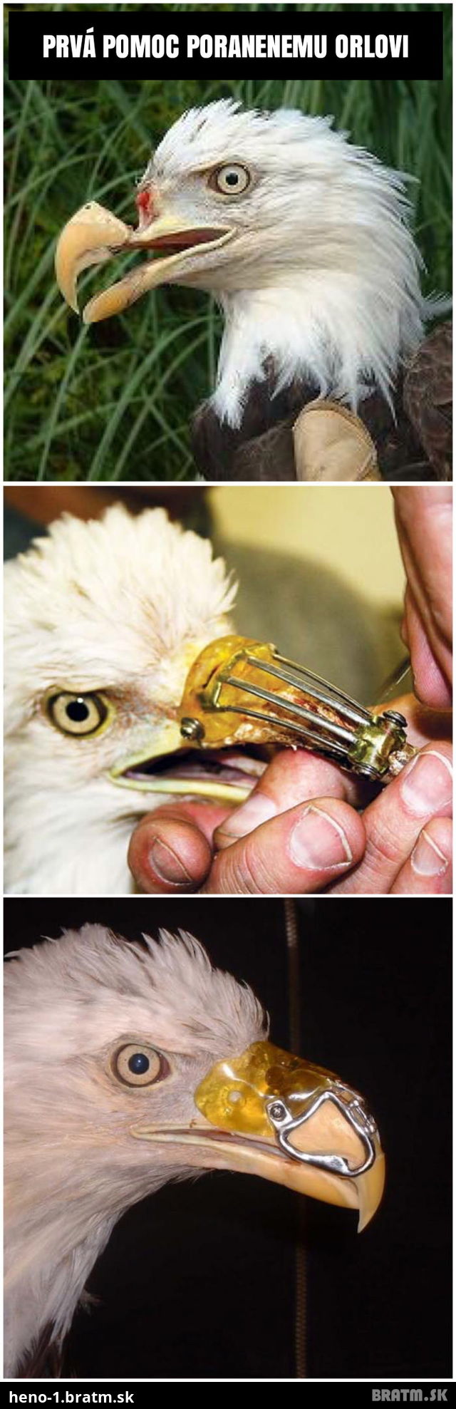 Záchrana orla, ktorý mal zlomený zobák. Detailné foto tu: