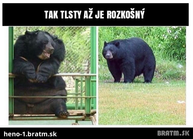 Medved je tak tlstý az si ziskal srdcia ludi na internete :D