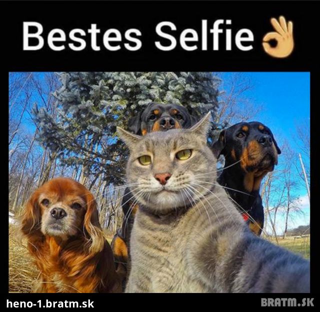 Top animal selfie!