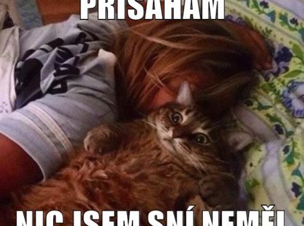 kočka