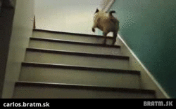BRATM GIF: Najroztomilejšia chôdza po schodoch :D