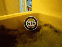 BRATM GIF: Takto to vyzerá, keď mačky nenávidia vodu :D