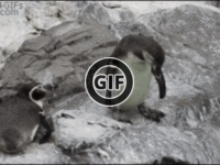 BRATM GIF: Zákerné postrčenie vo svete tučniakov :D