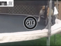BRATM GIF: Podarené! skákajúci buldog na trampolíne :D