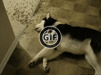 BRATM GIF: Skutočne lenivý pes :D