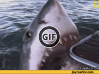 BRATM GIF : Žralok útočí :D
