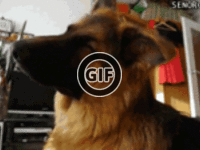 BRATM GIF: Rozkošný psí pohľad :D