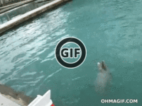 BRATM GIF: Šikovný delfín a jeho trik :D