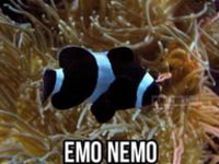 Emo Nemo :D :D :D