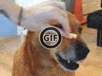 BRATM GIF: Podarený psík a jeho pamlsok :D