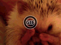 BRATM GIF : Roztomilý ježko :D