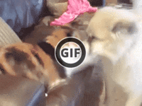 BRATM GIF: Tolerantný pes a jeho terorizujúca mačka :D
