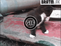 BRATM GIF: Roztomilý pád mačiatka :)