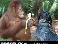Kráááásne :) psík zjavne nemá chuť na banán :D