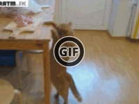 BRATM GIF: Podarené ! :D pokus mačky o dočiahnutie jedla :D