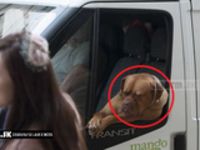 Pes, ktorý si vie vychutnať odpočinok v aute :D